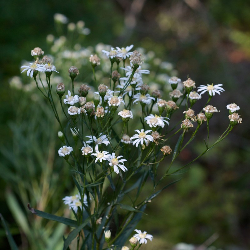 Prairie Goldenrod photo 6