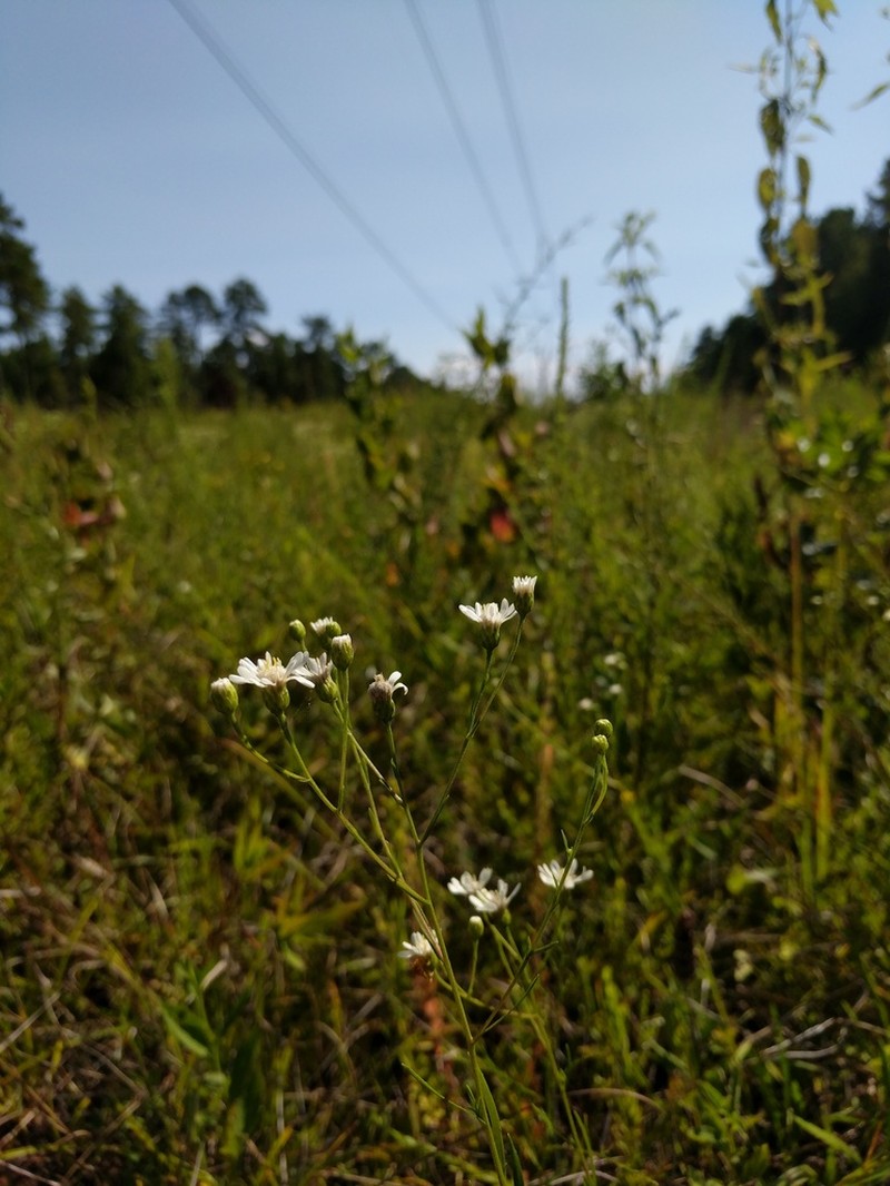 Prairie Goldenrod photo 8
