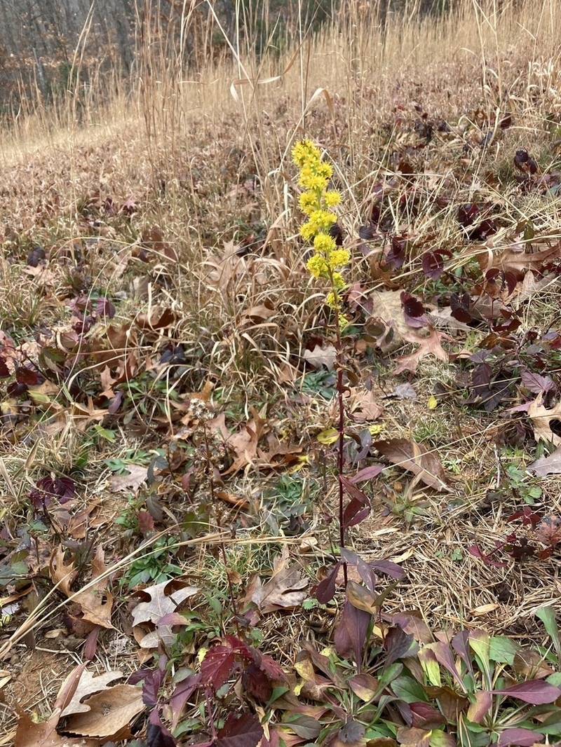 Downy Goldenrod photo 2