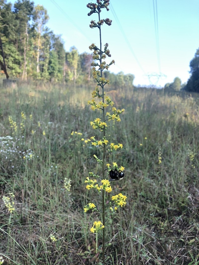 Downy Goldenrod photo 3