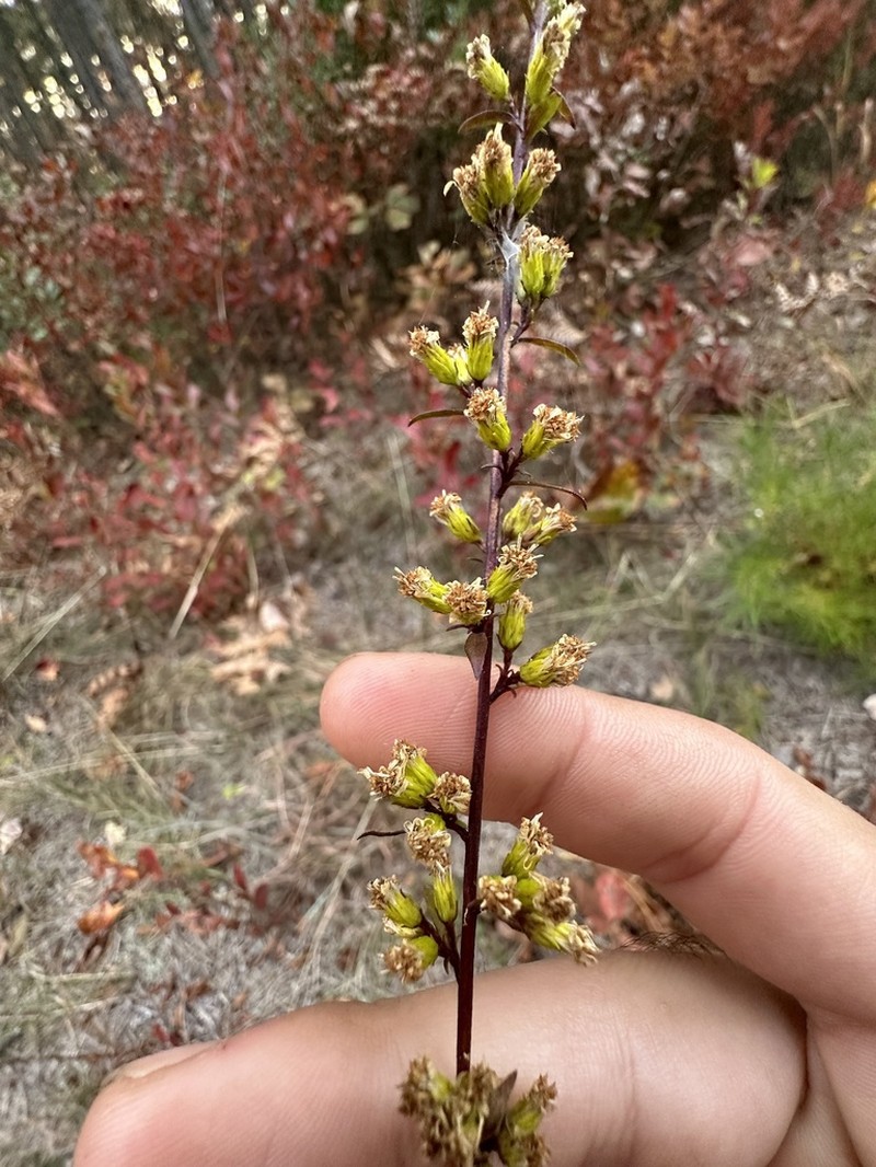 Downy Goldenrod photo 4