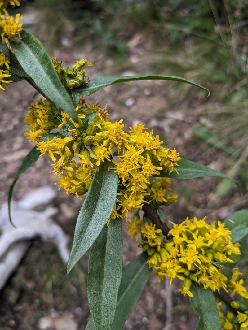 Downy Goldenrod photo 5