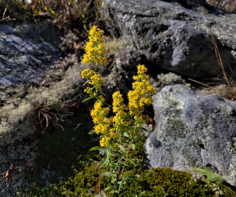 Downy Goldenrod photo 6