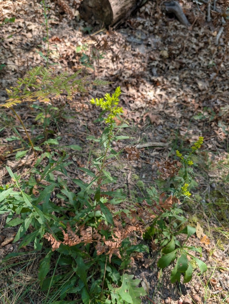 Downy Goldenrod photo 7
