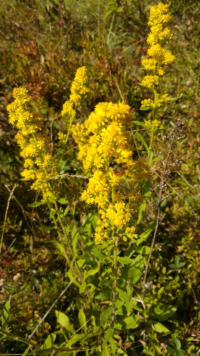 Downy Goldenrod