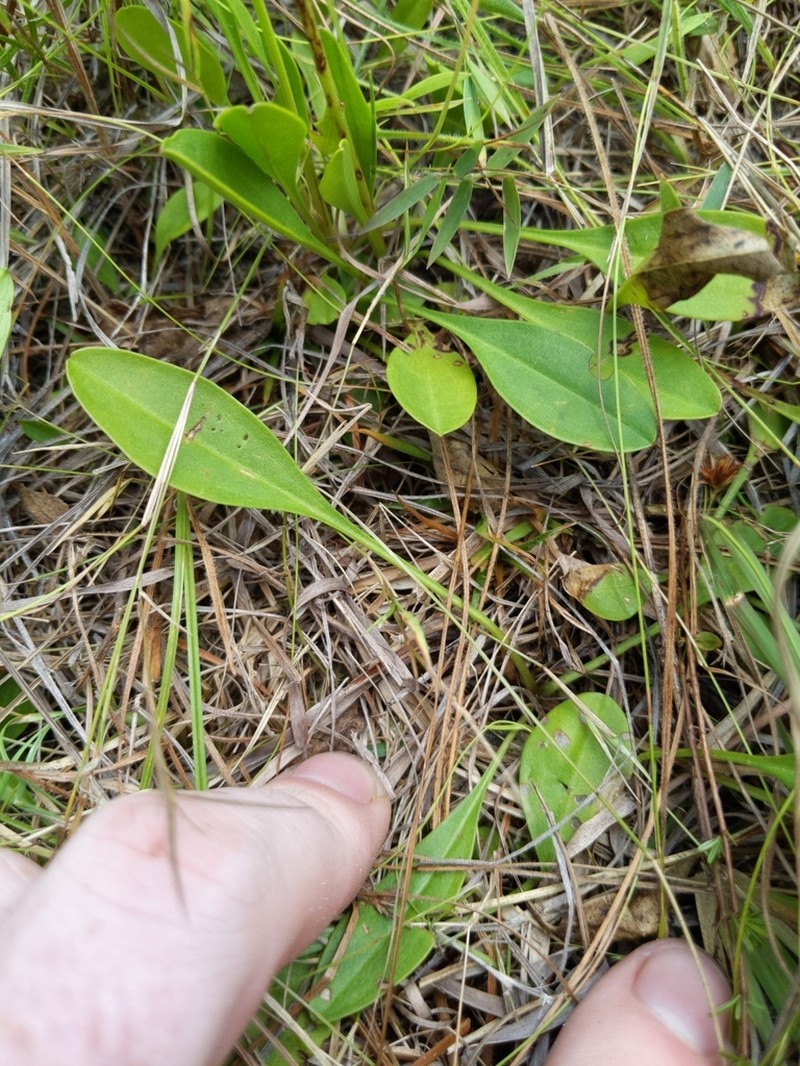 Carolina Goldenrod photo 2