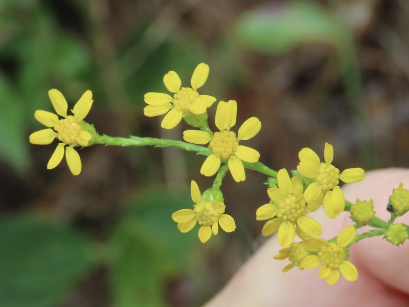 Carolina Goldenrod photo 3