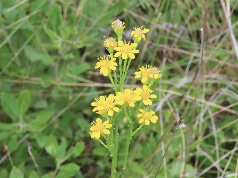 Carolina Goldenrod photo 4