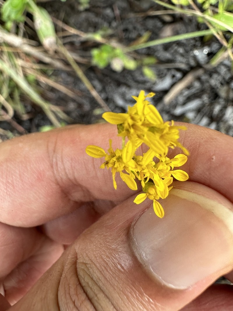 Carolina Goldenrod photo 5