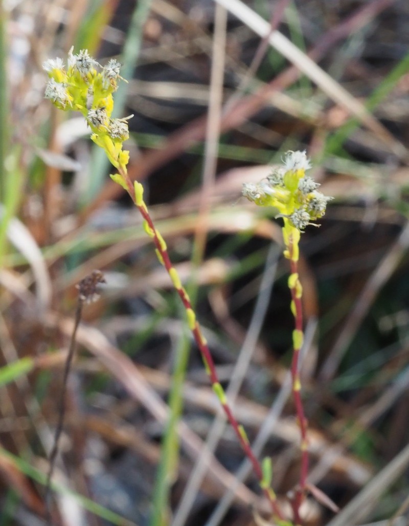 Carolina Goldenrod photo 6