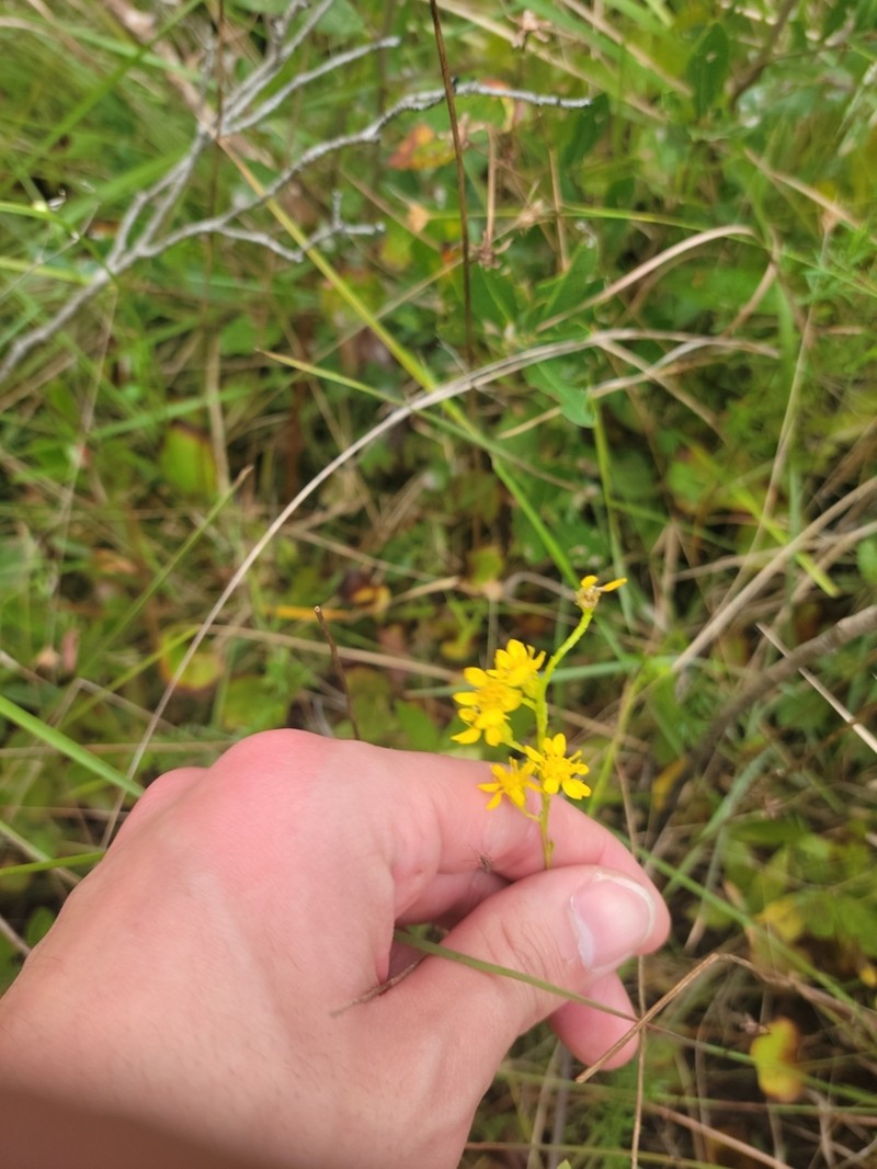 Carolina Goldenrod photo 7