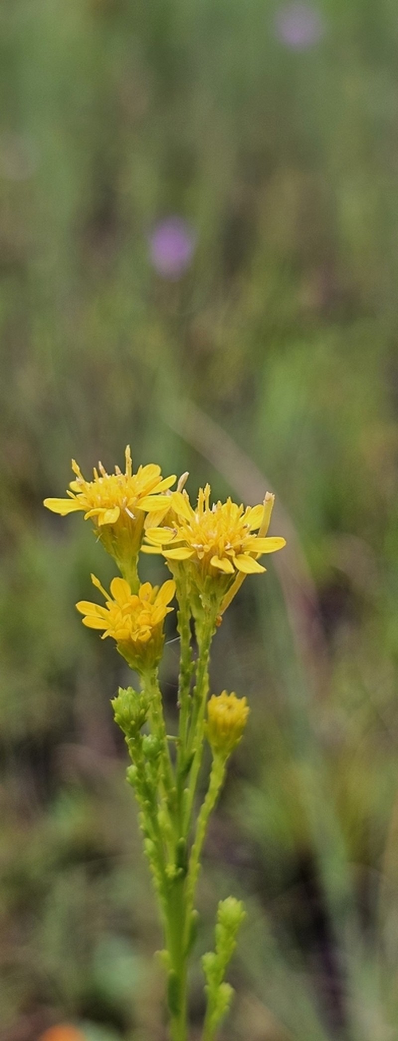 Carolina Goldenrod photo 8