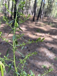 Solidago pulverulenta