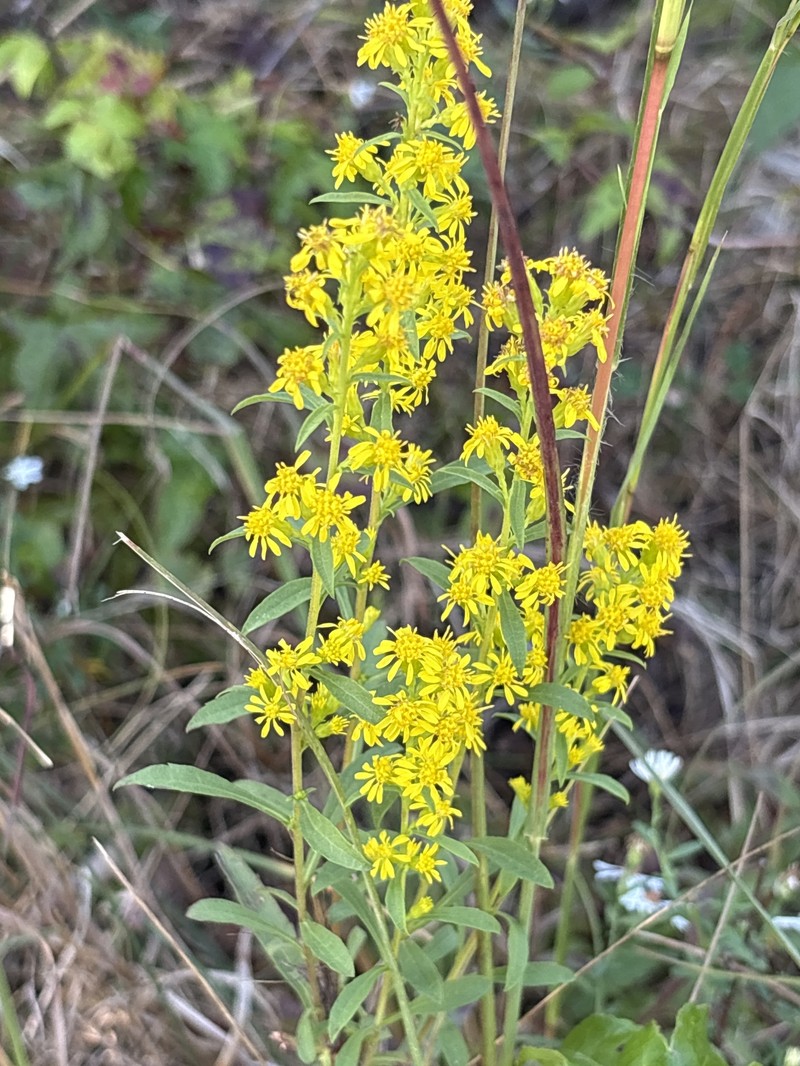 Solidago pulverulenta photo 2