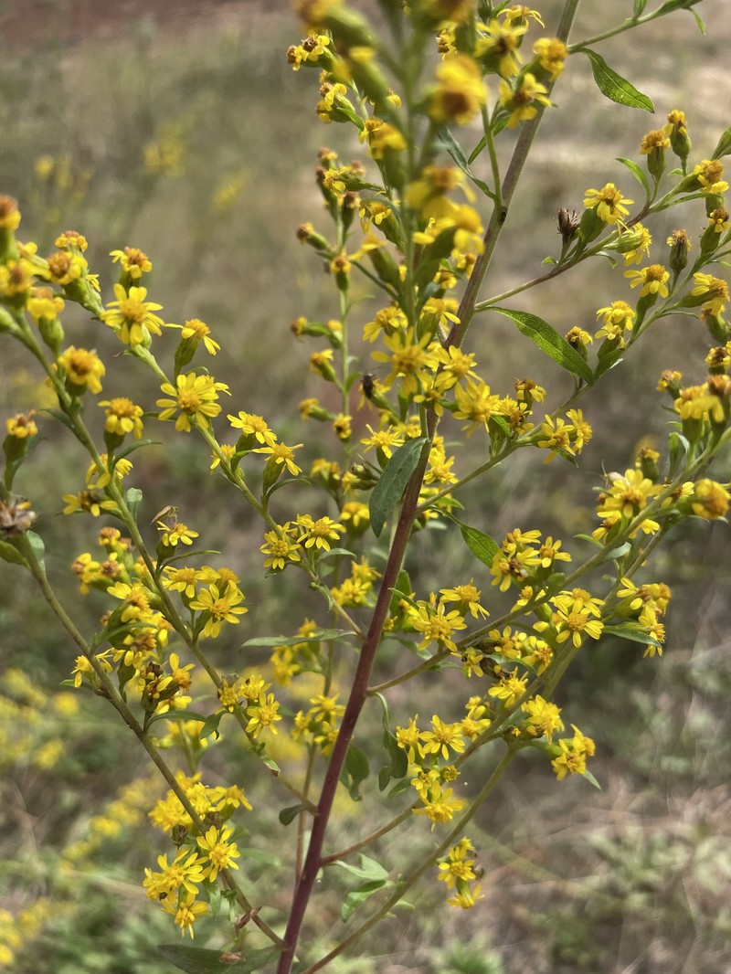 Solidago pulverulenta photo 3