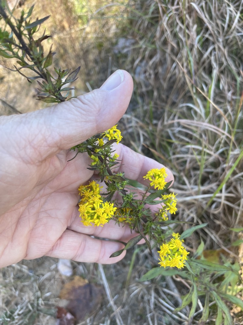 Solidago pulverulenta photo 4