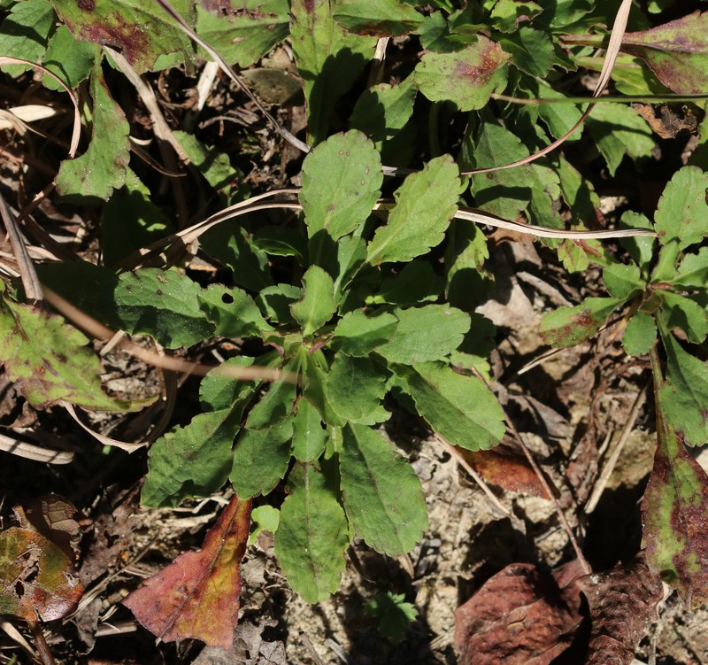 Solidago pulverulenta photo 5