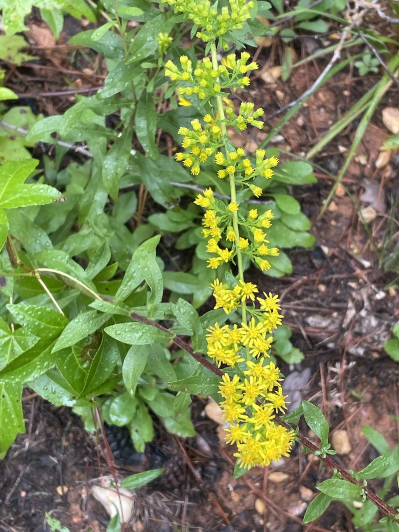 Solidago pulverulenta photo 6