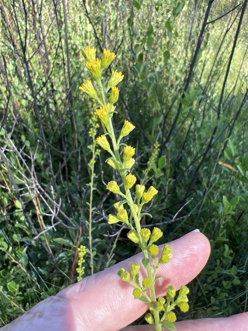 Solidago pulverulenta photo 7