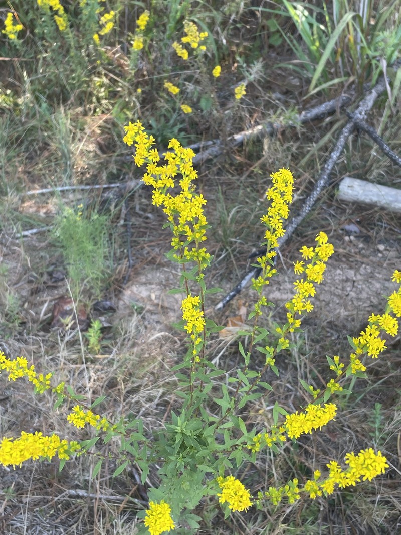 Solidago pulverulenta photo 8