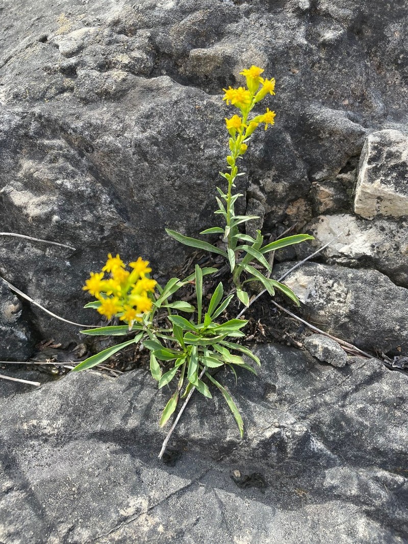 Solidago racemosa
