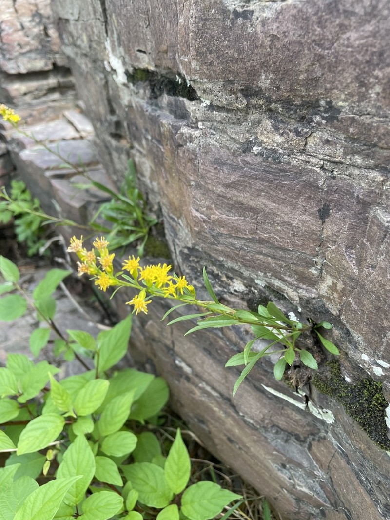 Solidago racemosa photo 2