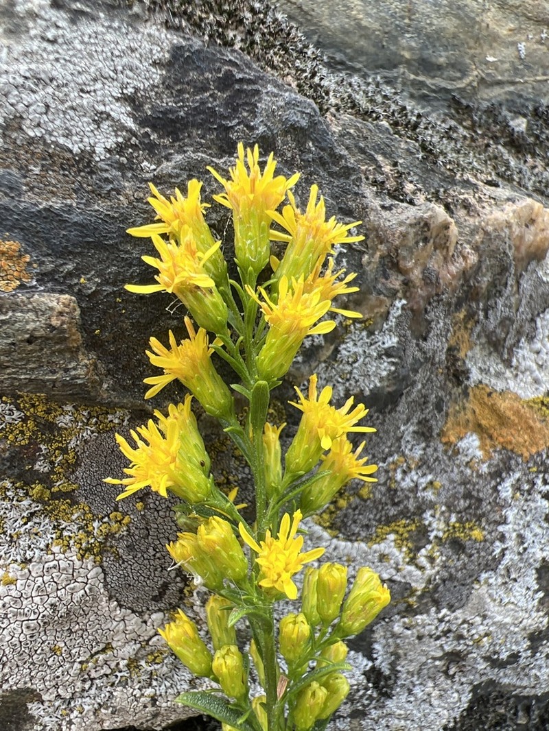 Solidago racemosa photo 3