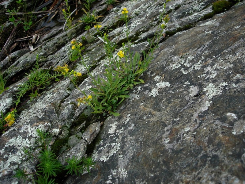 Solidago racemosa photo 4