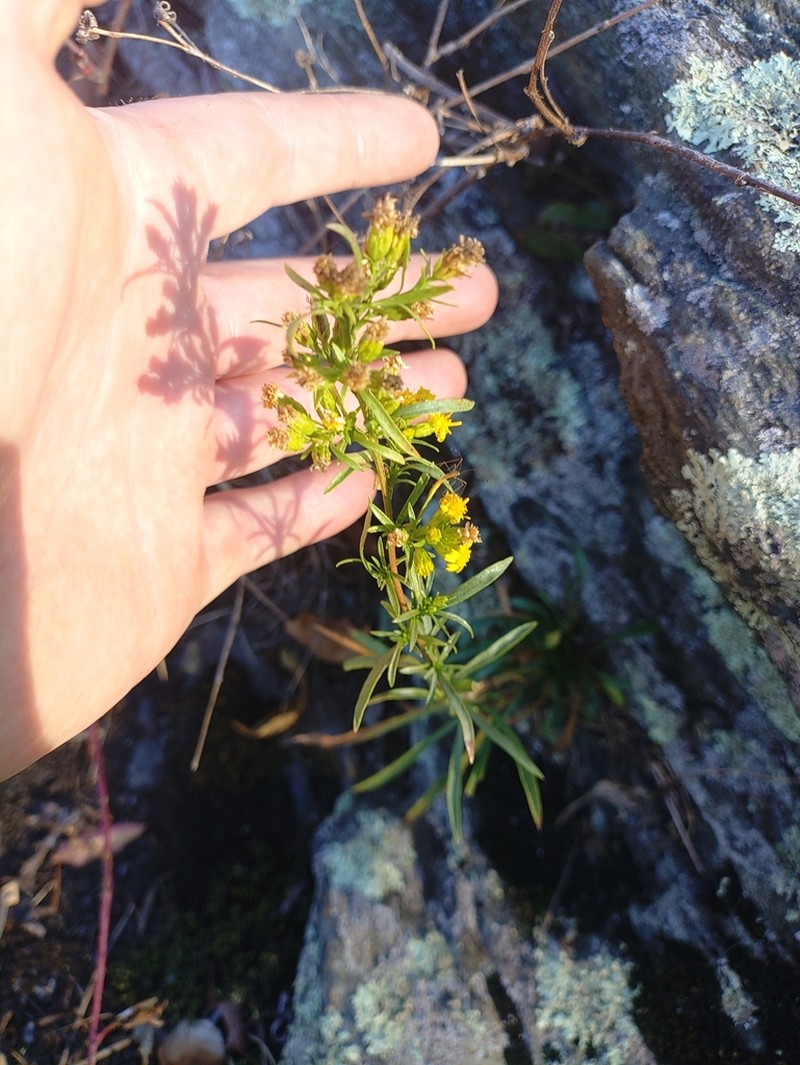 Solidago racemosa photo 5