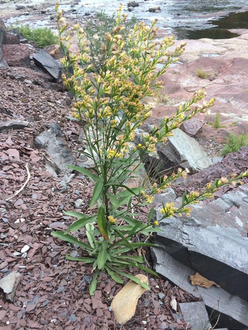 Solidago racemosa photo 6