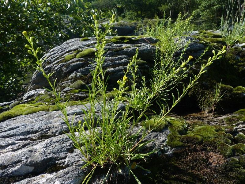Solidago racemosa photo 7