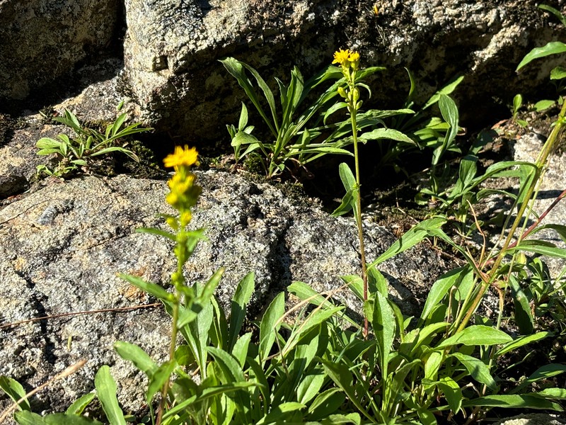 Solidago racemosa photo 8