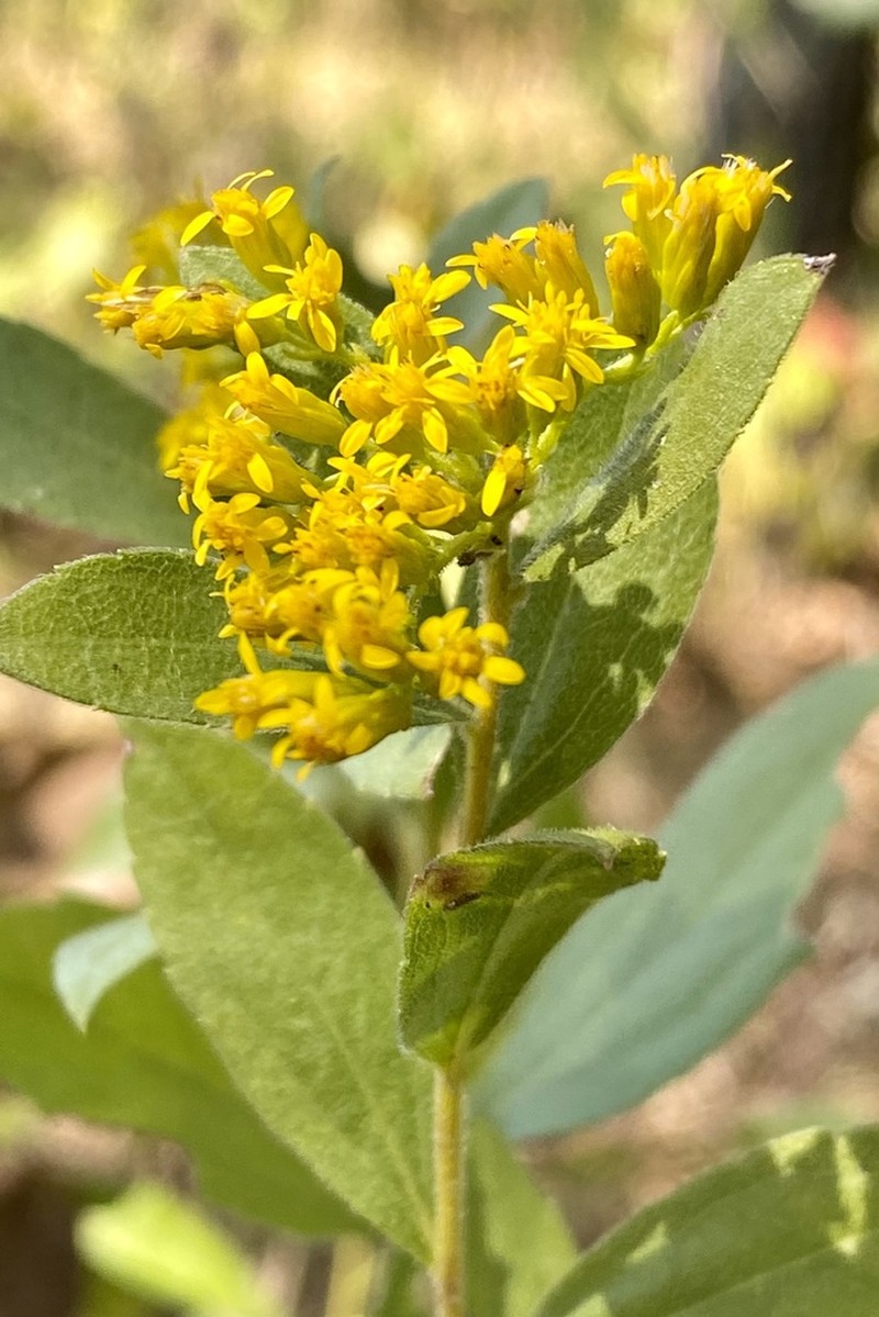 Western Rough Goldenrod photo 2