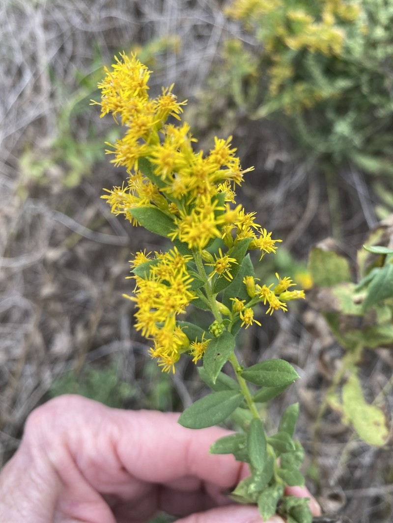Western Rough Goldenrod photo 3