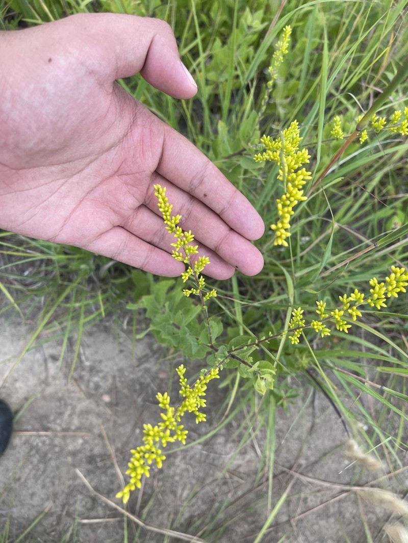Western Rough Goldenrod photo 4