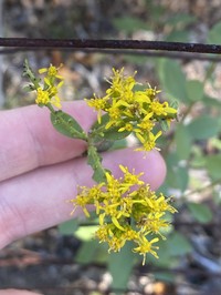 Western Rough Goldenrod