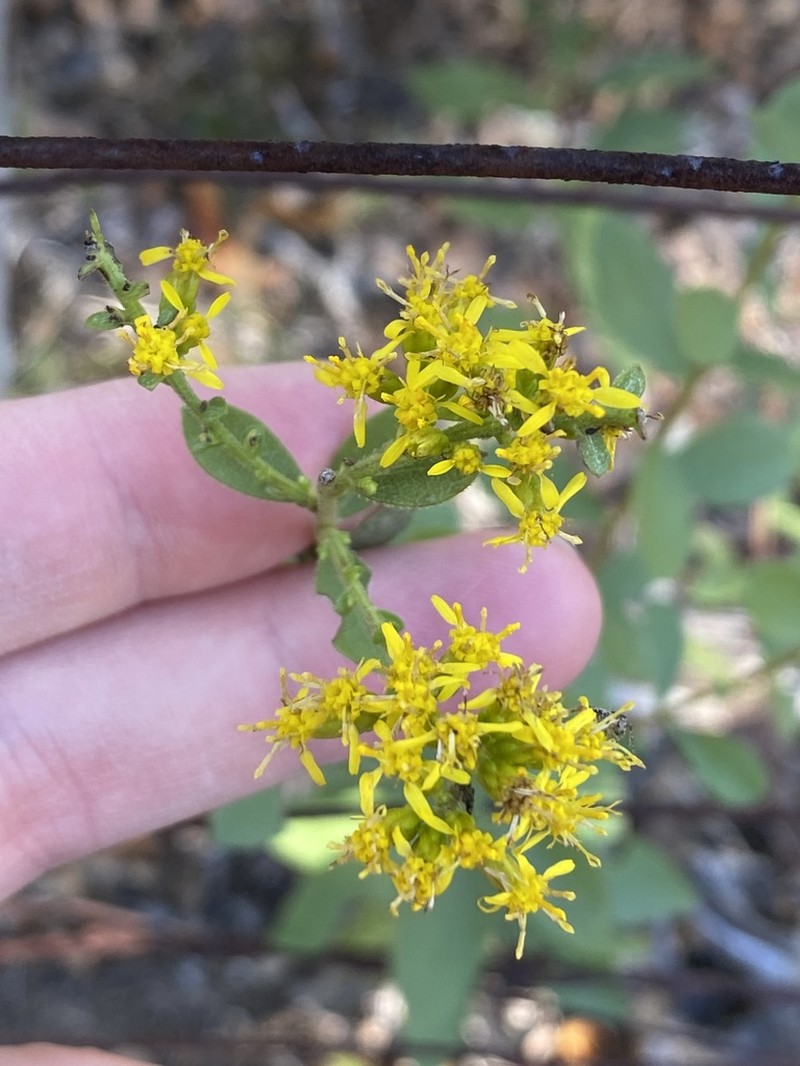 Western Rough Goldenrod photo 5
