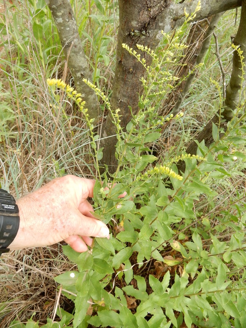 Western Rough Goldenrod photo 6
