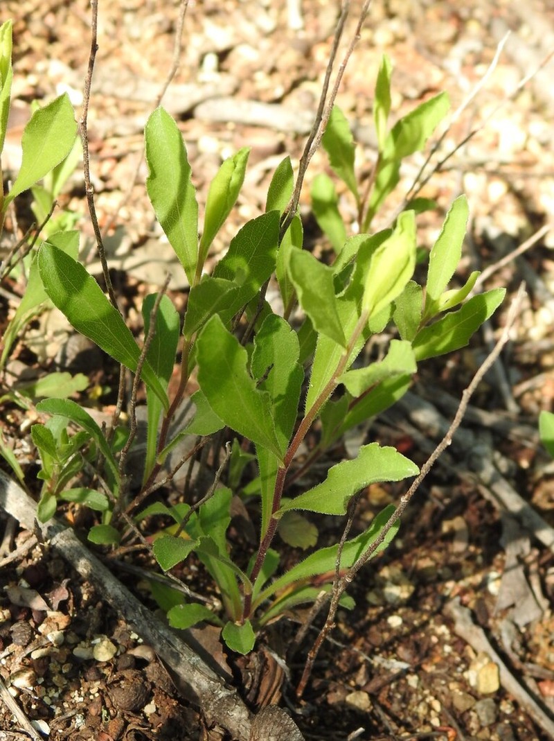 Western Rough Goldenrod photo 7