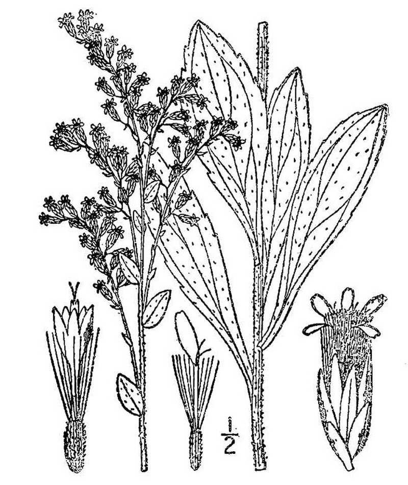 Western Rough Goldenrod