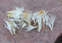Solidago randii