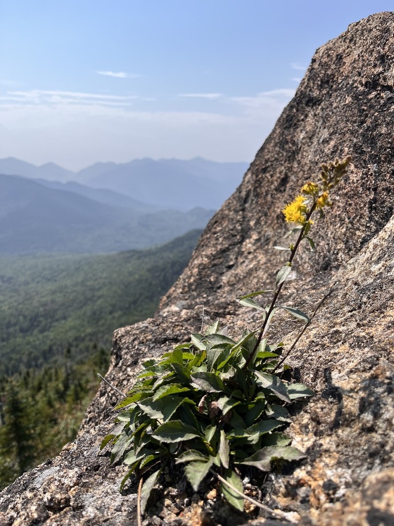 Solidago randii
