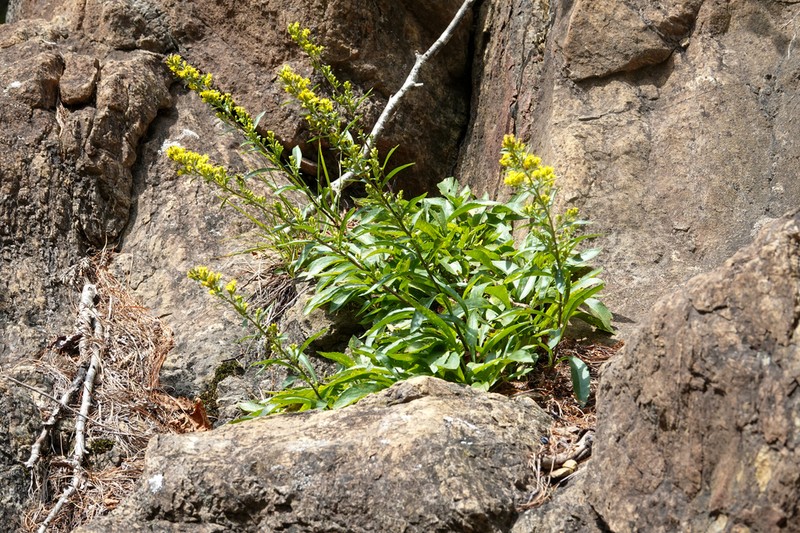 Solidago randii photo 3