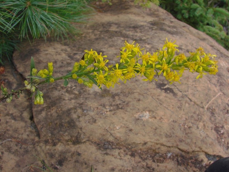 Solidago randii photo 4