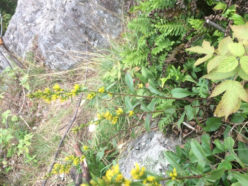Solidago randii photo 5