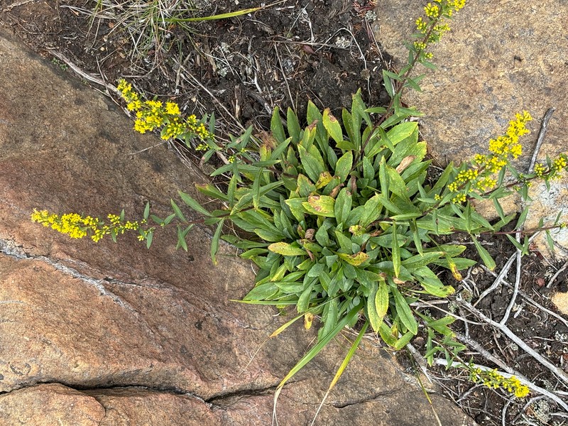 Solidago randii photo 6