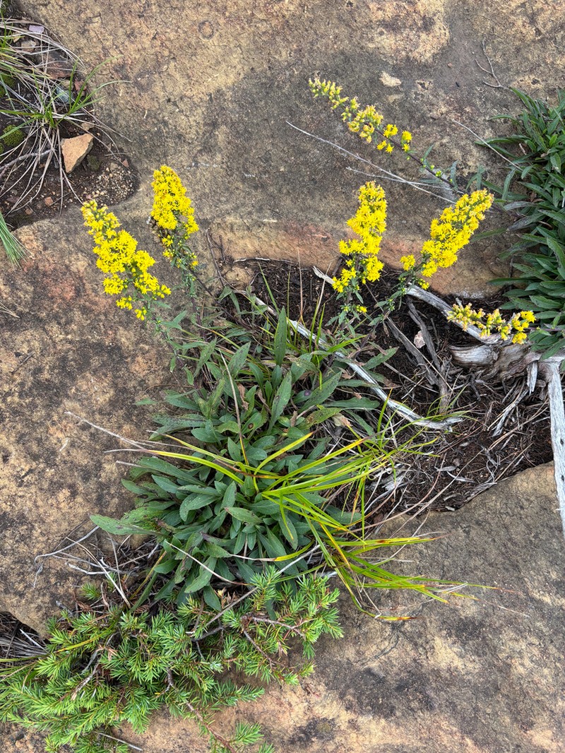Solidago randii photo 7