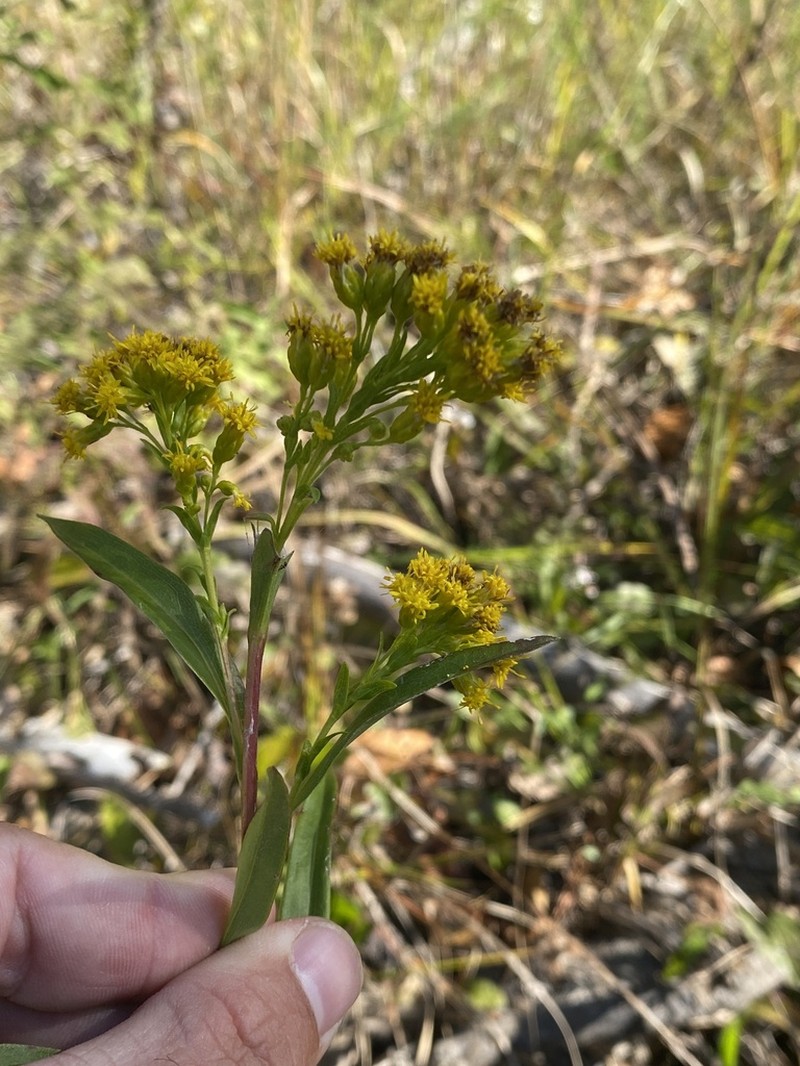 Riddell's Goldenrod photo 3
