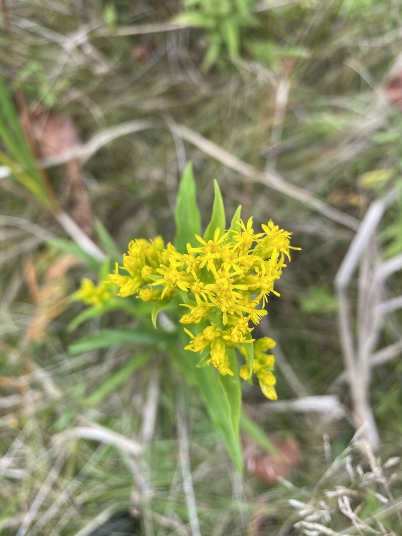 Riddell's Goldenrod photo 4