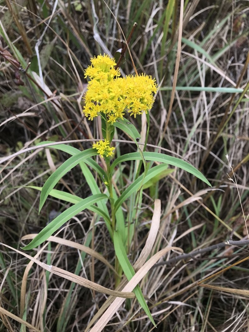 Riddell's Goldenrod photo 5